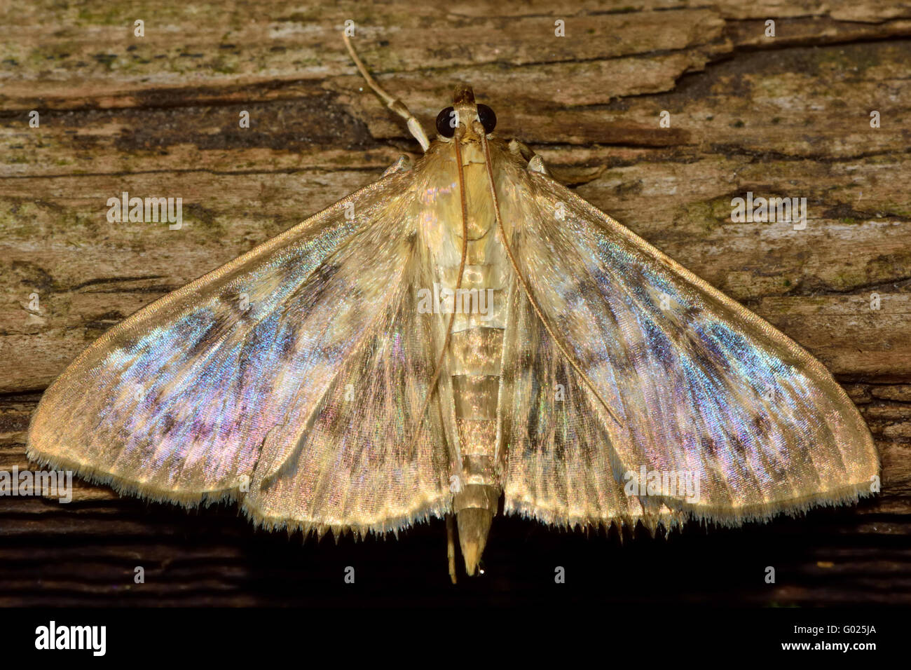 Mère de Pearl (Pleuroptya ruralis) micro d'amphibien. Petit insecte de la famille des Crambidae, connu comme l'herbe papillons Banque D'Images
