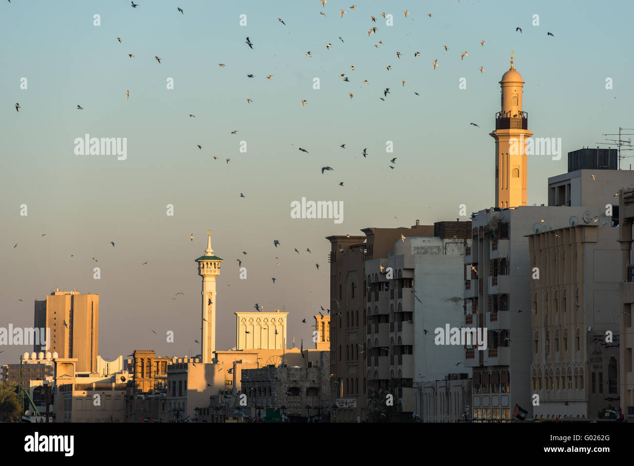 Les oiseaux plus vieux DUBAÏ, ÉMIRATS ARABES UNIS. Banque D'Images