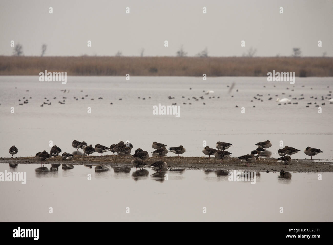L'oie grise à l'Neusielersee, Burgenland, région Basse Autriche, Autriche, Europe Banque D'Images
