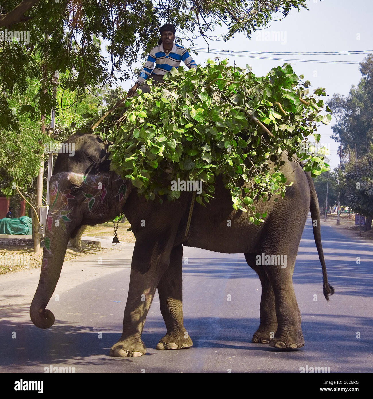 L'éléphant indien d'Inde du Nord, transportés, l'Inde, l'Asie Banque D'Images