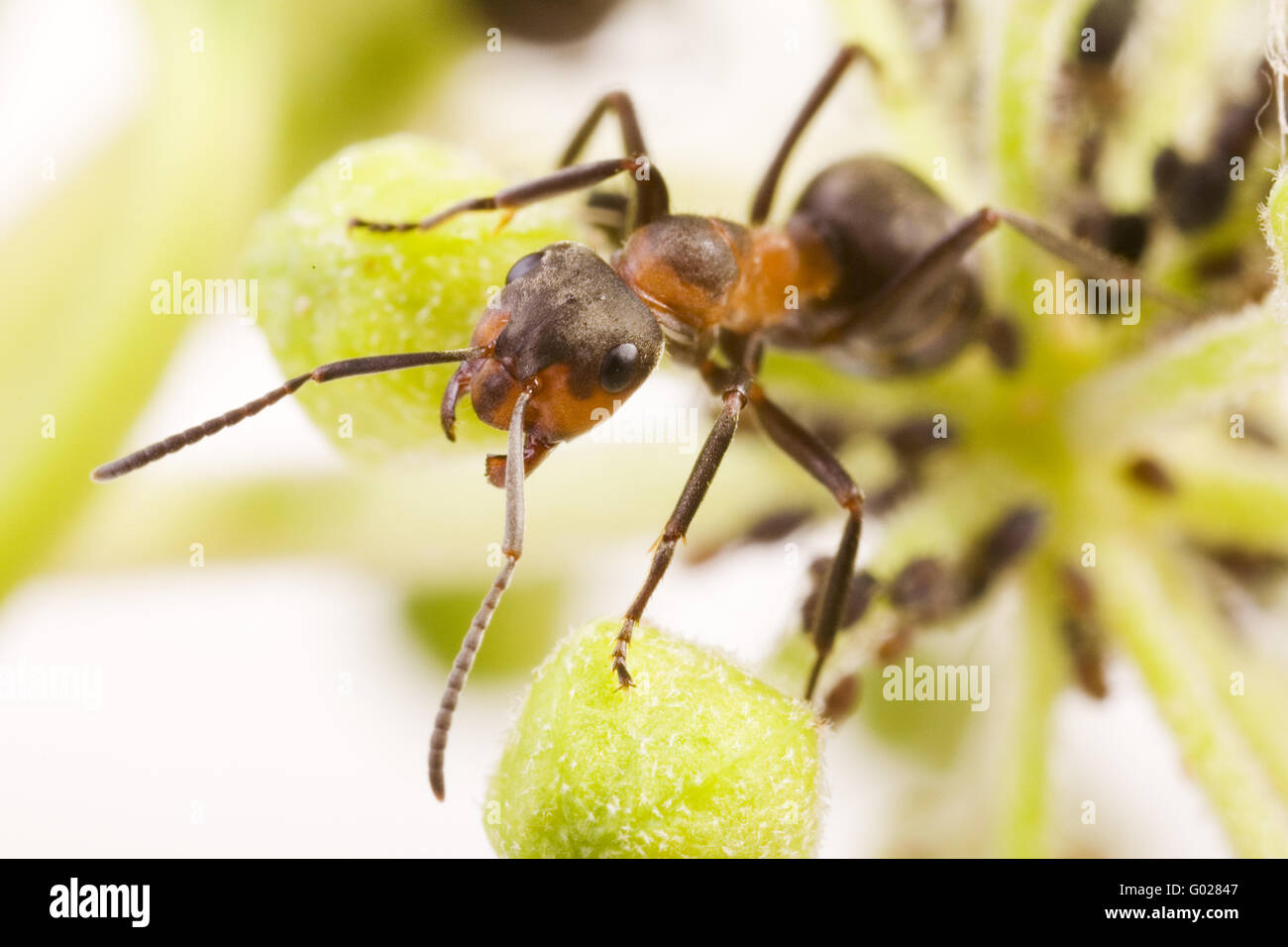 Fourmi (Formica rufa) avec Puceron noir de la fève (Aphis fabae) Banque D'Images