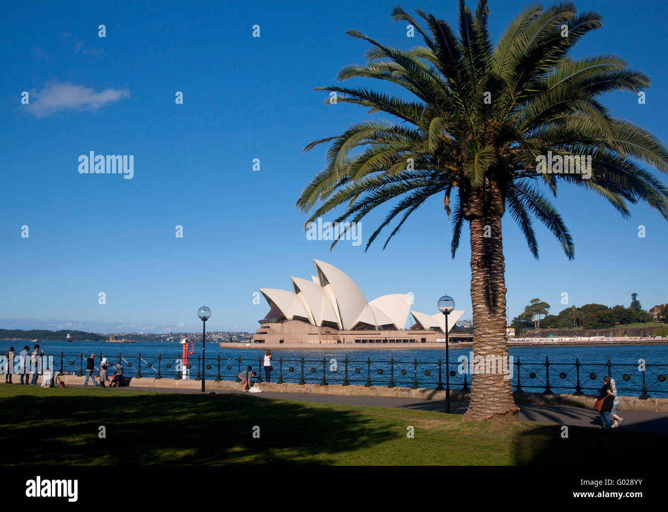 L'Opéra de Sydney avec palm arbre en premier plan Dawes Point Park Sydney Cove Sydney NSW Australie Nouvelle Galles du Sud Banque D'Images