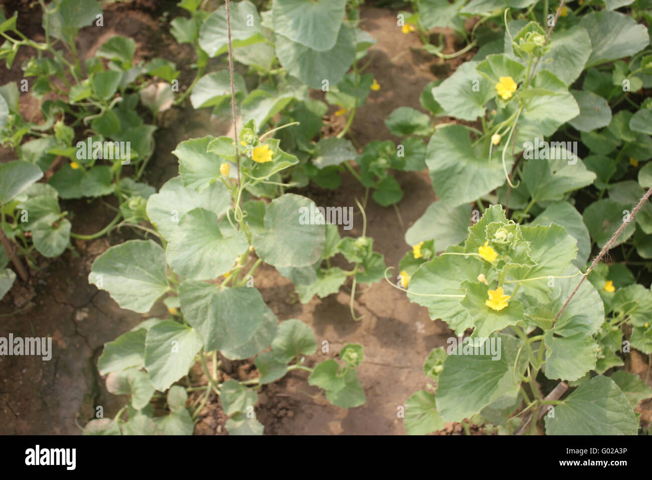 Concombre arménien, Snake, concombre Cucumis melo var. flexuosus, kakri, goudron, herbe cultivée de sveltes gondolé, salade de fruits Banque D'Images