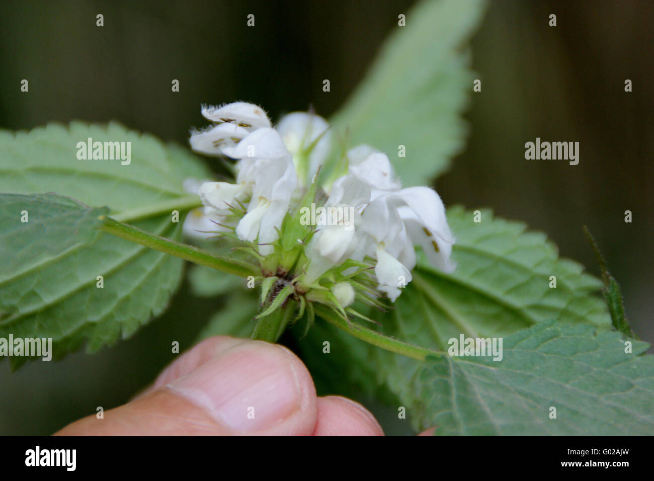 Ortie blanche Lamium album, plante herbacée vivace, avec 4 tiges à angle, doucement les feuilles velues dentées, fleurs blanches Banque D'Images