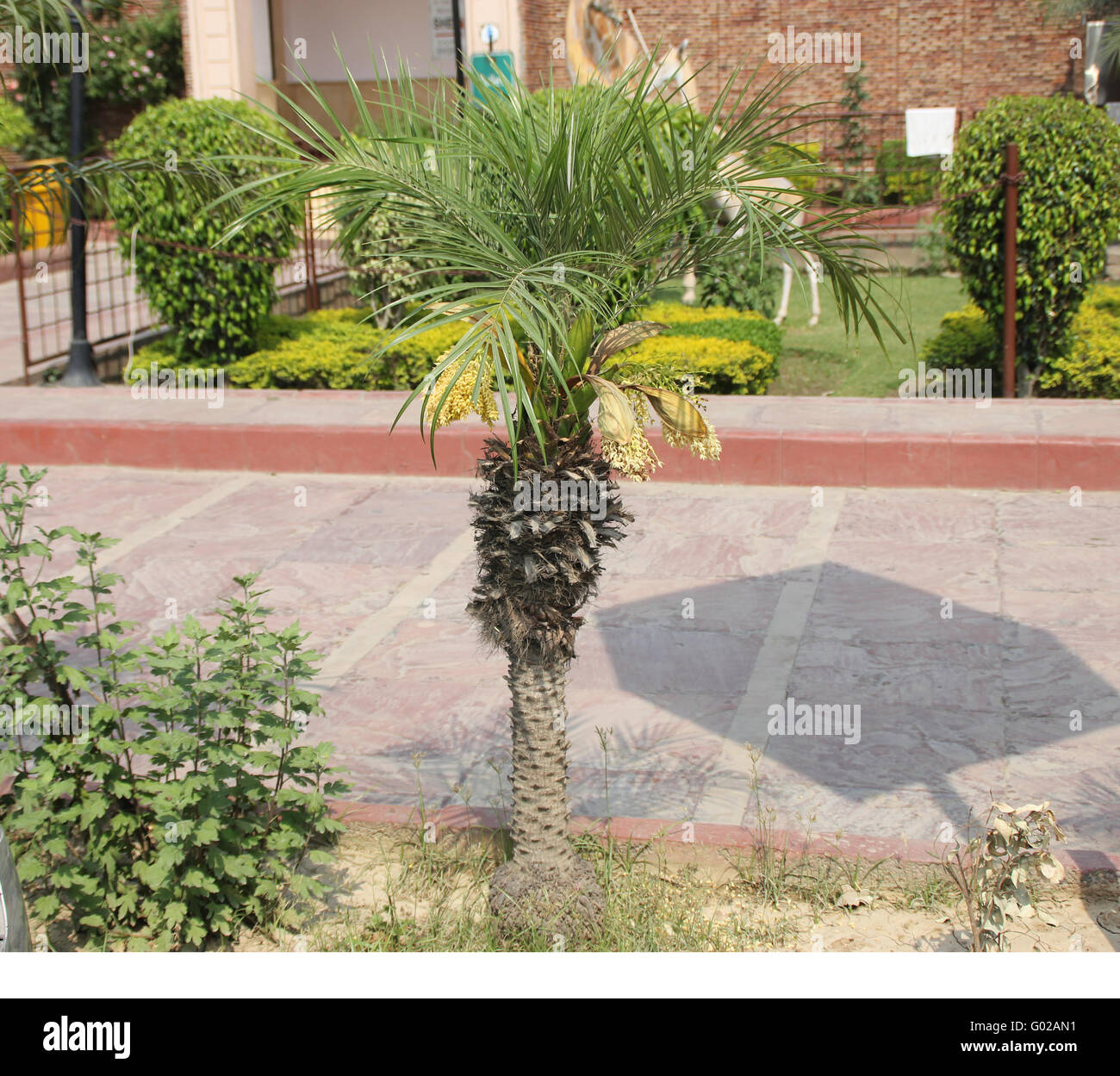 Phoenix roebelenii, Pygmy date palm, petites à moyennes avec des arbres à croissance lente des feuilles composées pennées et petites fleurs Banque D'Images