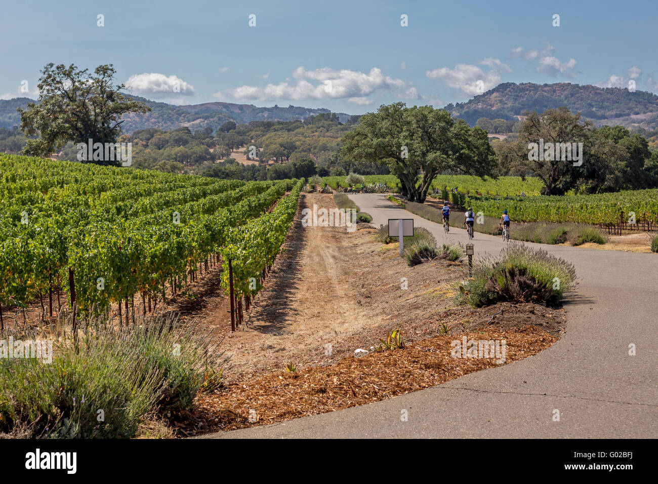 Les touristes, tour en vélo, entreprise vinicole Hanna, Healdsburg, Alexander Valley, Sonoma County, Californie Banque D'Images