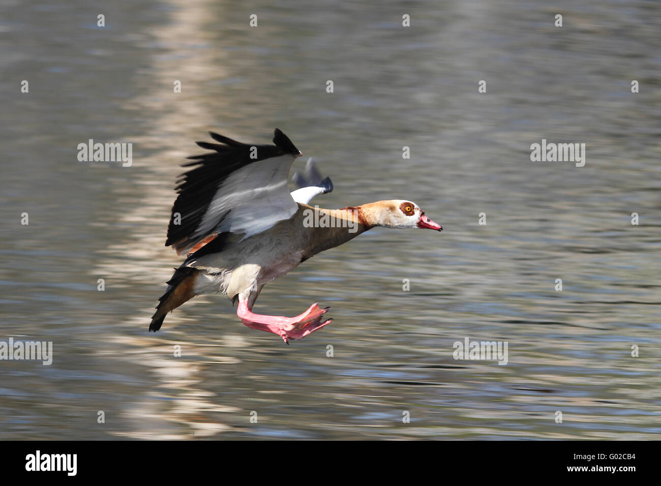 oiseaux d’atterrissage Banque D'Images