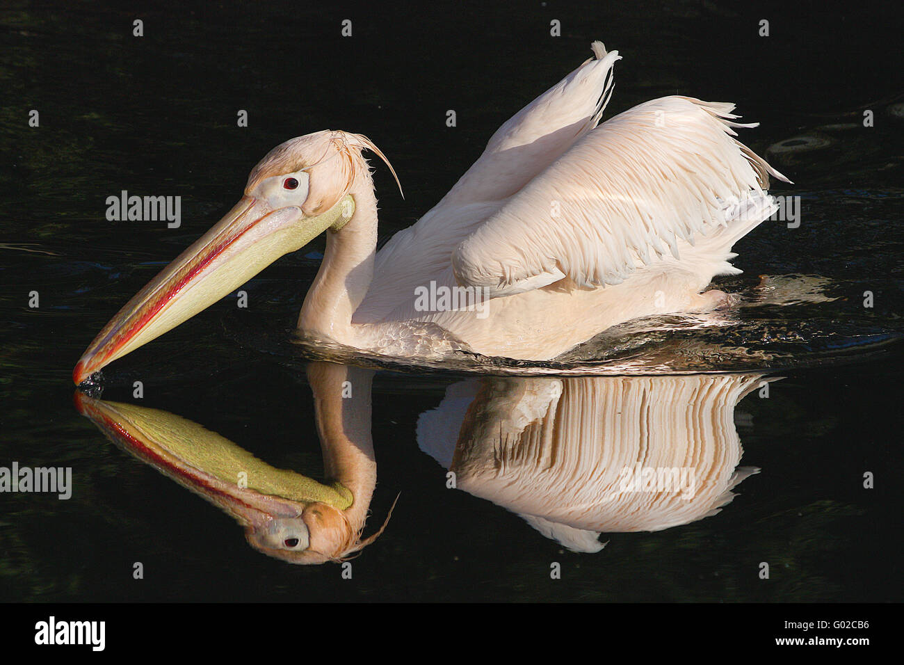 Piscine pelican Banque D'Images
