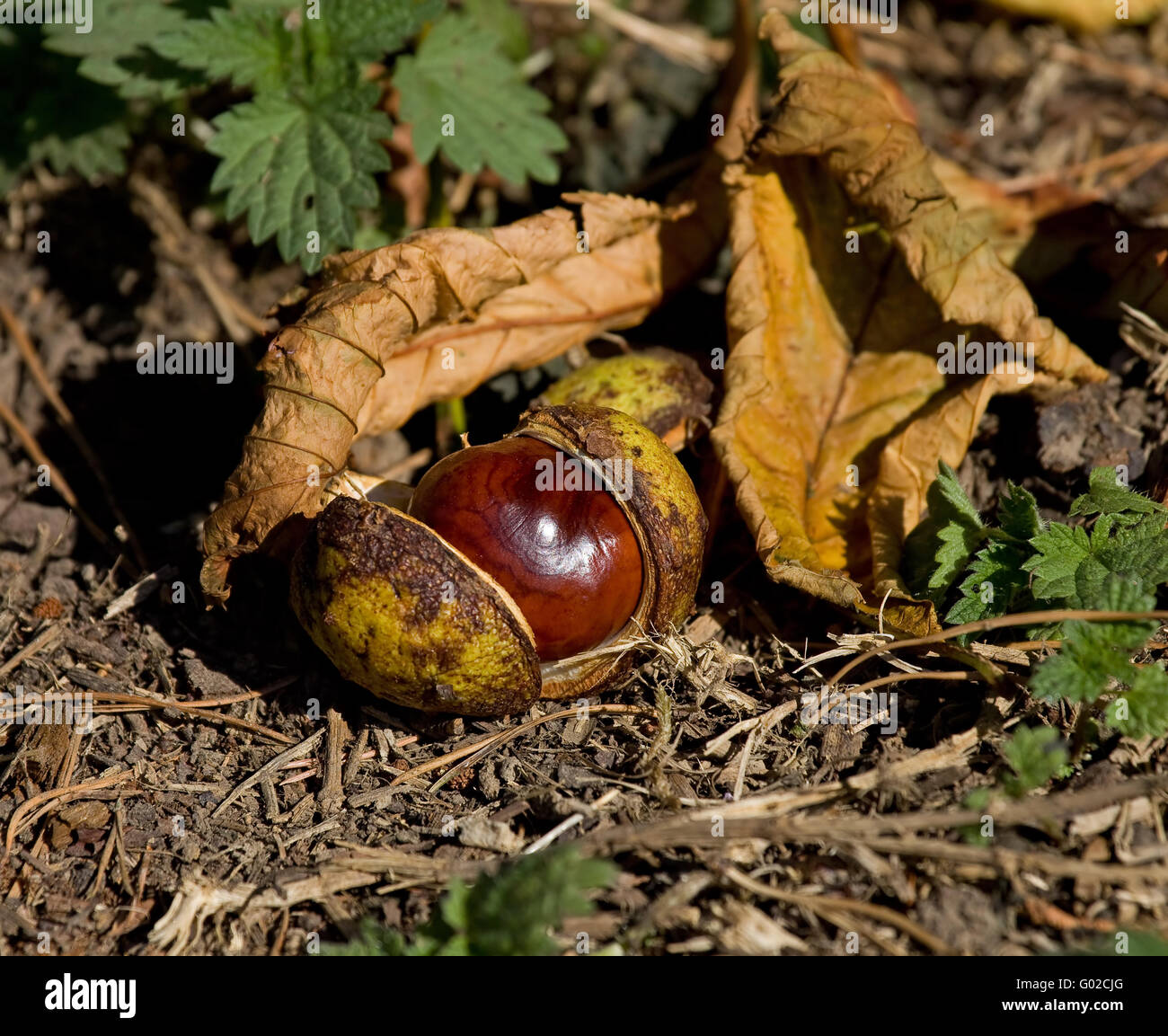 Conker marronnier Banque D'Images