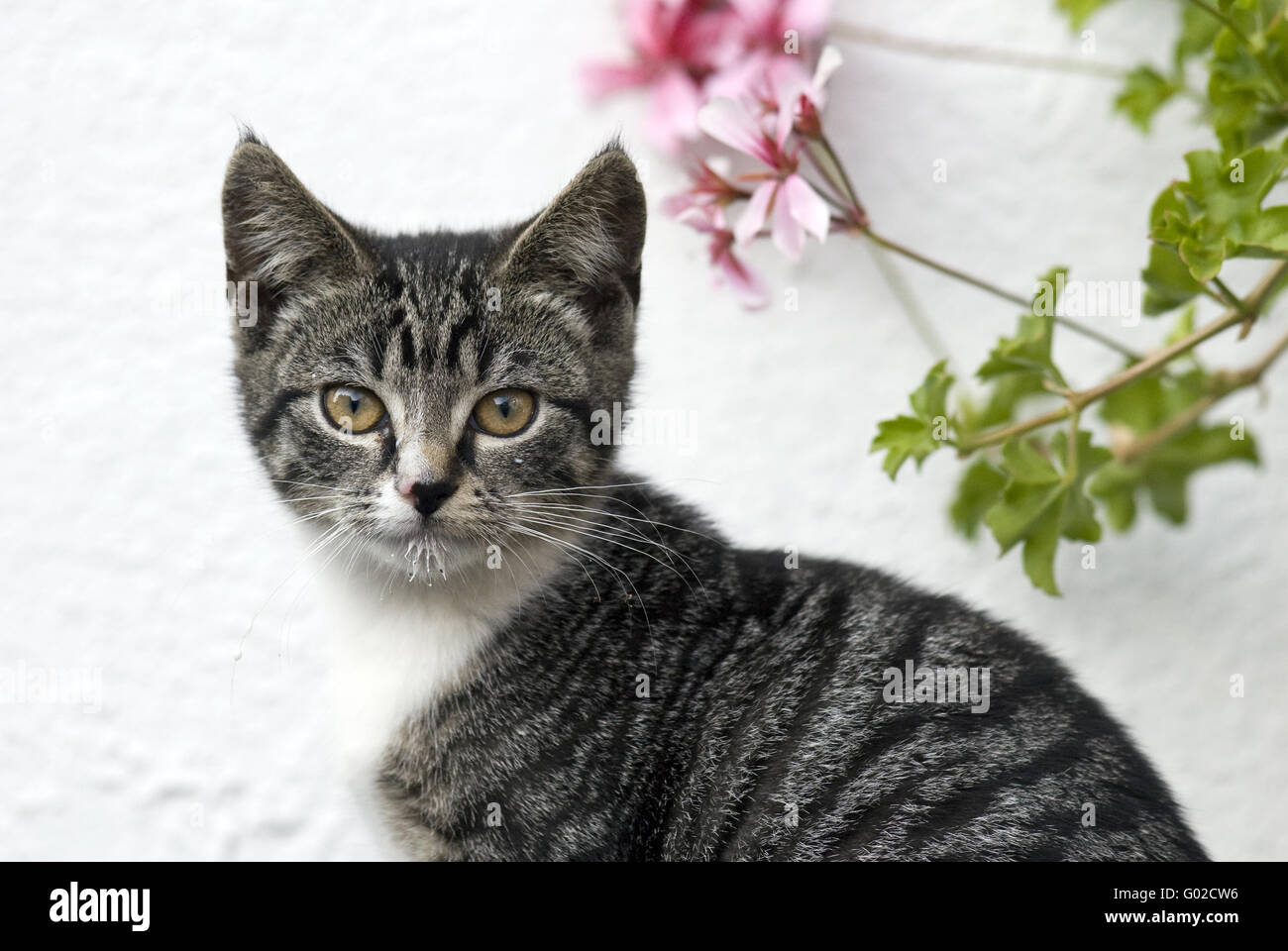 Chat domestique Banque D'Images