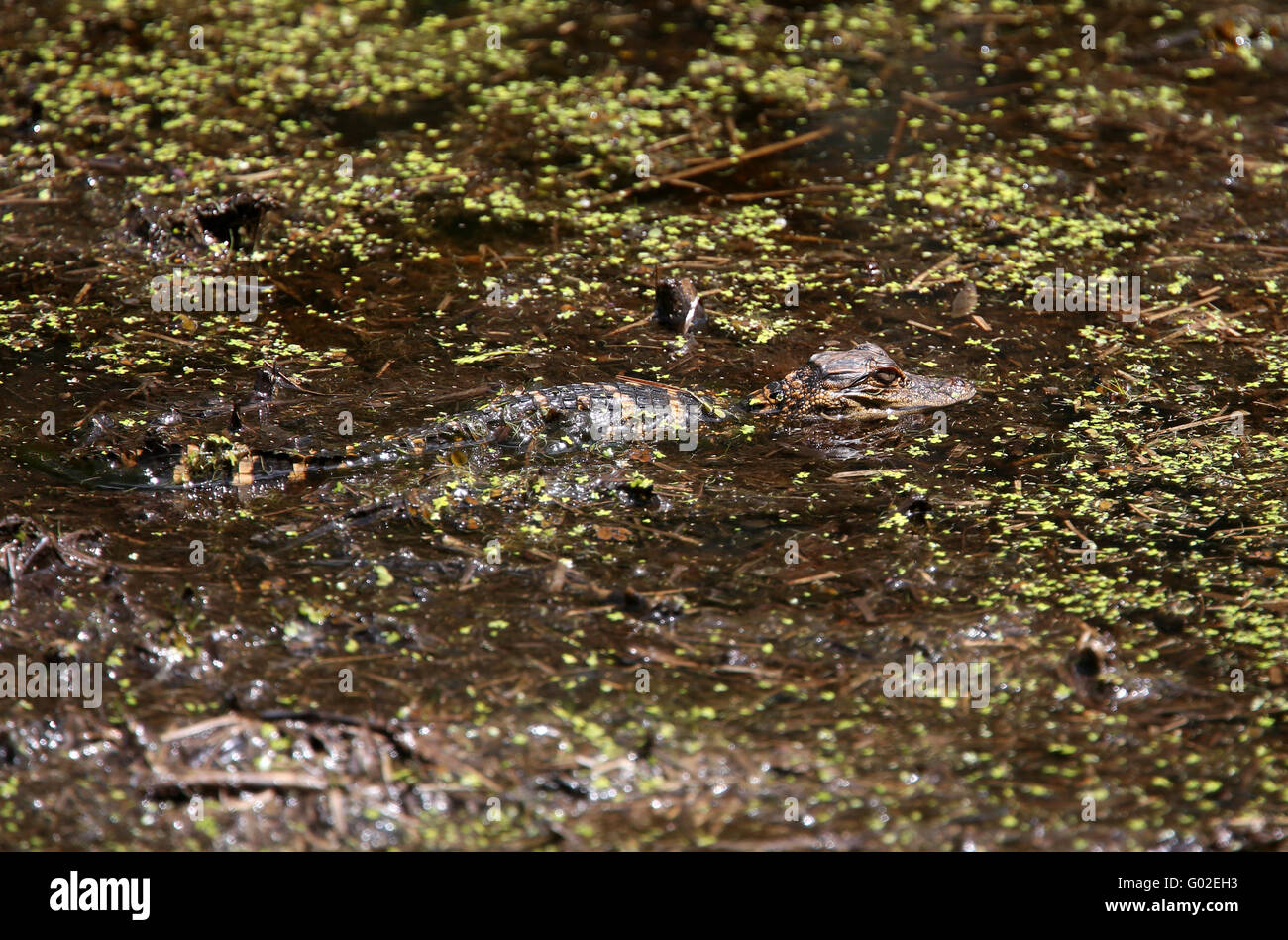 Alligator Floride se cachant dans les lentilles d'eau d'un petit ruisseau dans le centre de la Floride, USA. Avril 2016 Banque D'Images