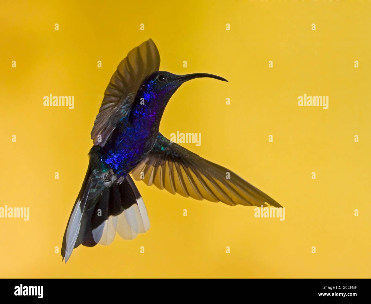 Campyloptère violet mâle planant hummingbird Banque D'Images
