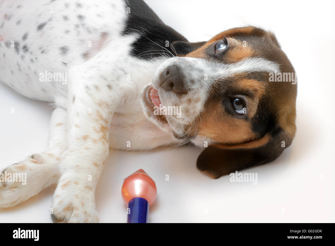 Mignon chiot beagle tricolore joue avec un vernis à ongles rouge Banque D'Images