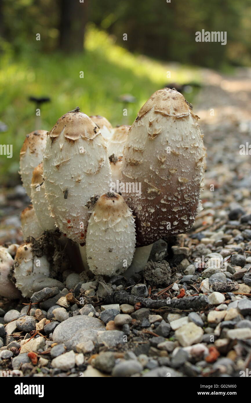 Un groupe de Shaggy Mane (Coprinus) champignons. Banque D'Images