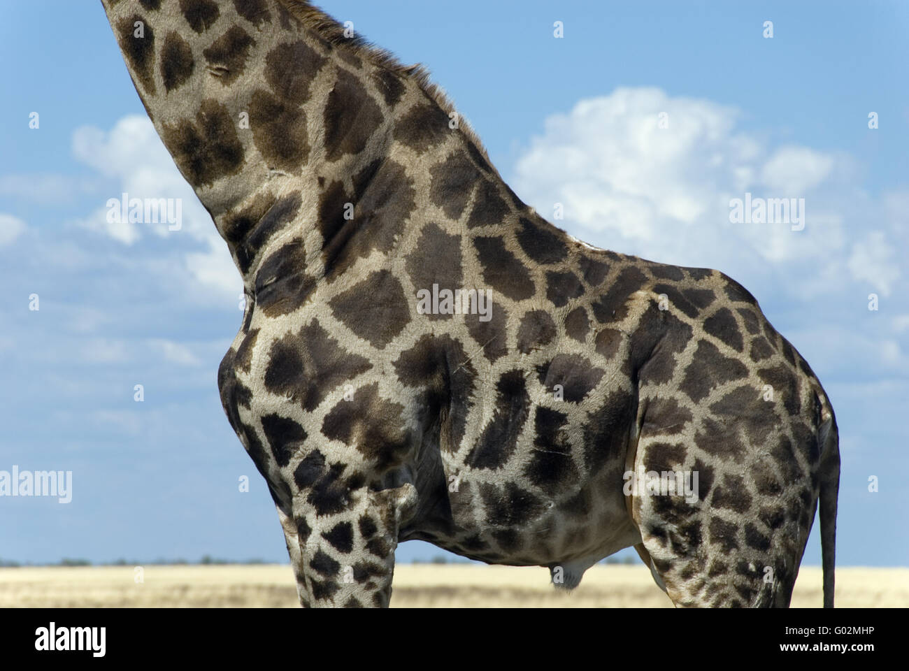 girafe Banque D'Images