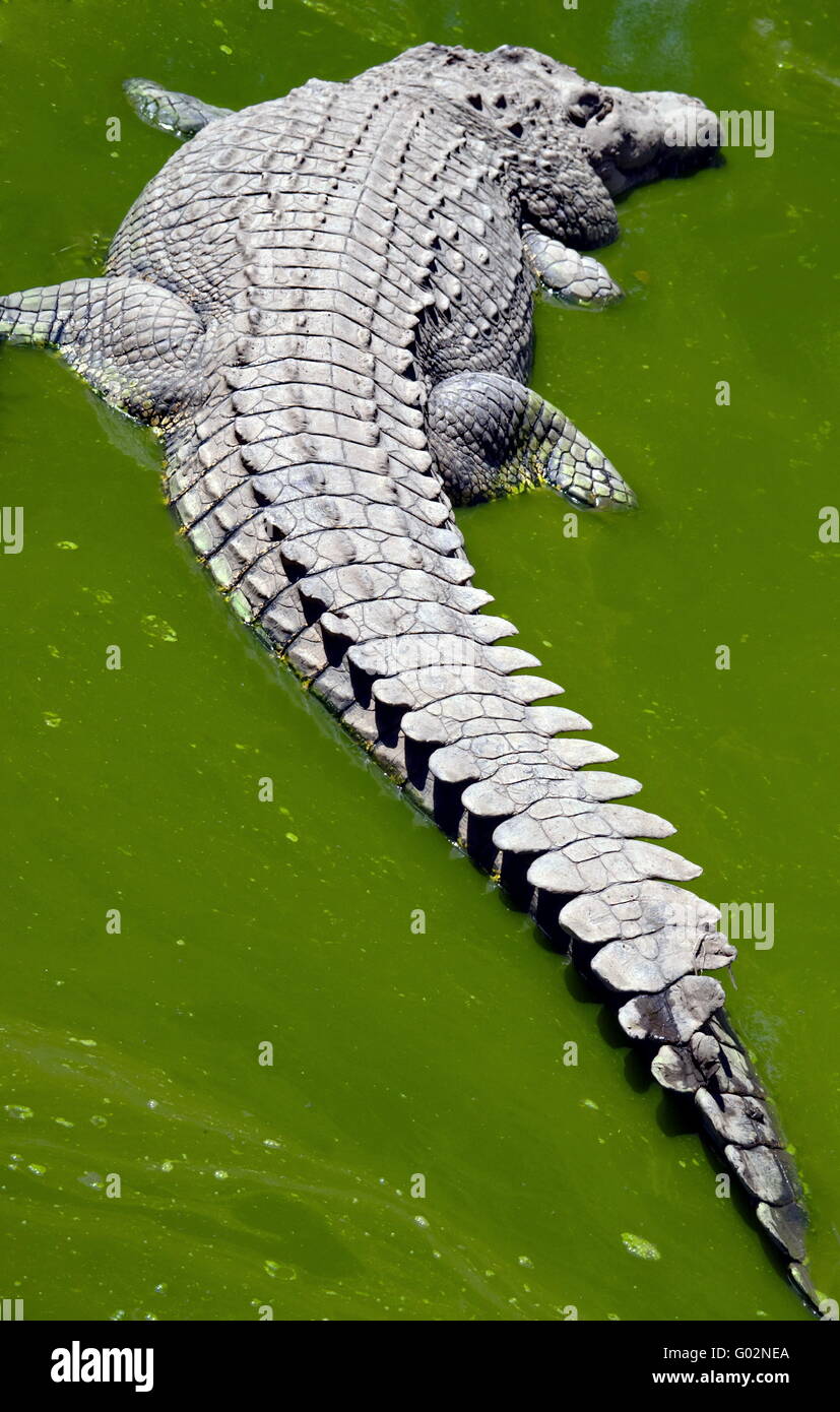 Crocodile dormir dans une flaque d'eau sale vert Banque D'Images
