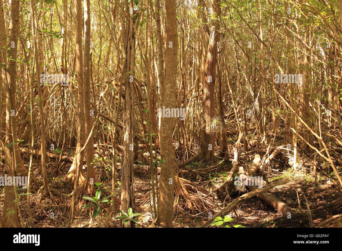 Mangrove dense Anguilla Banque D'Images