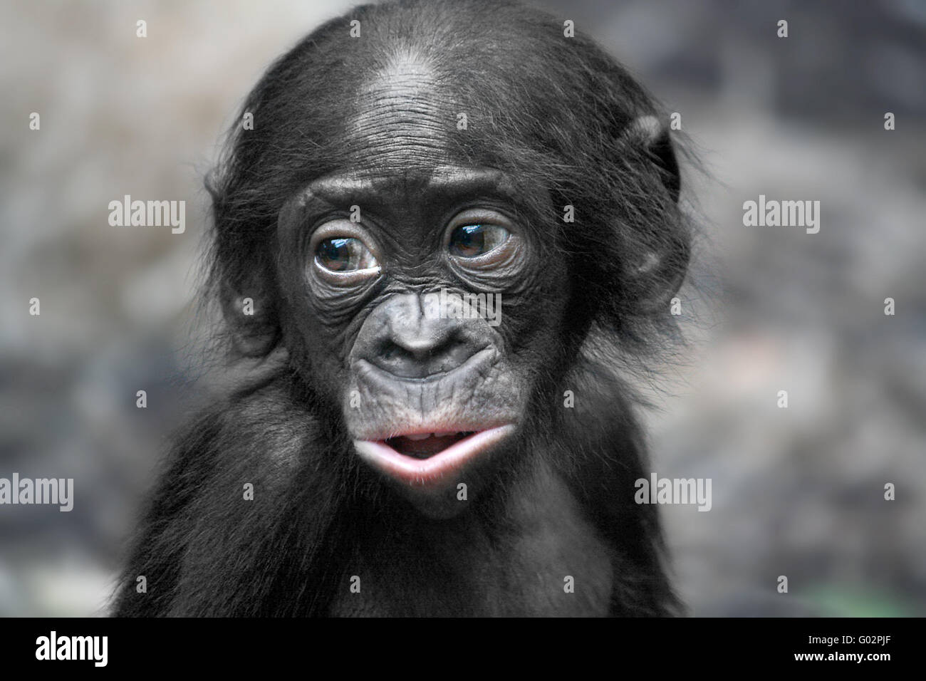 Chimpanzé pygmée Banque D'Images