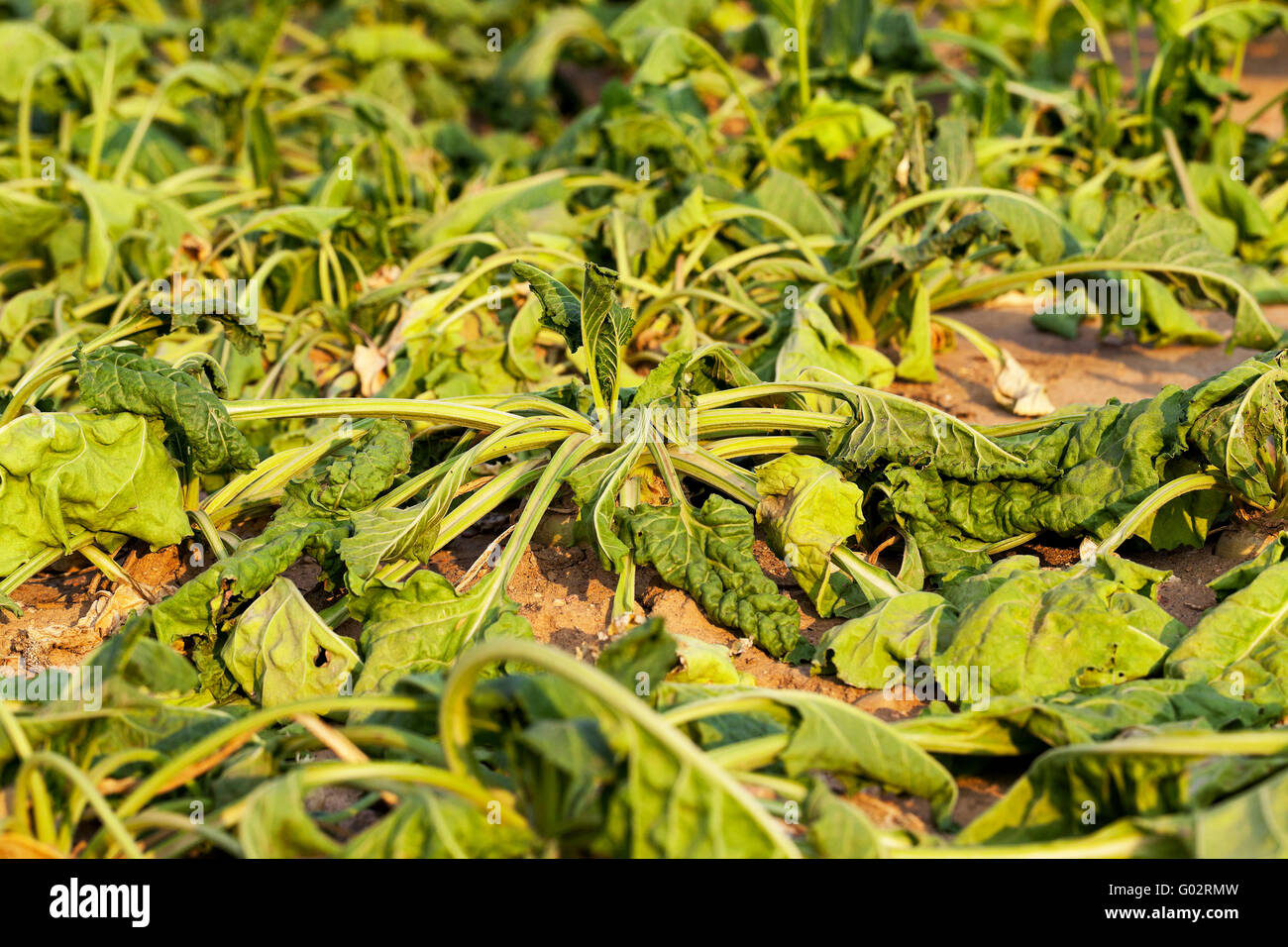 Betterave à sucre lent Banque D'Images