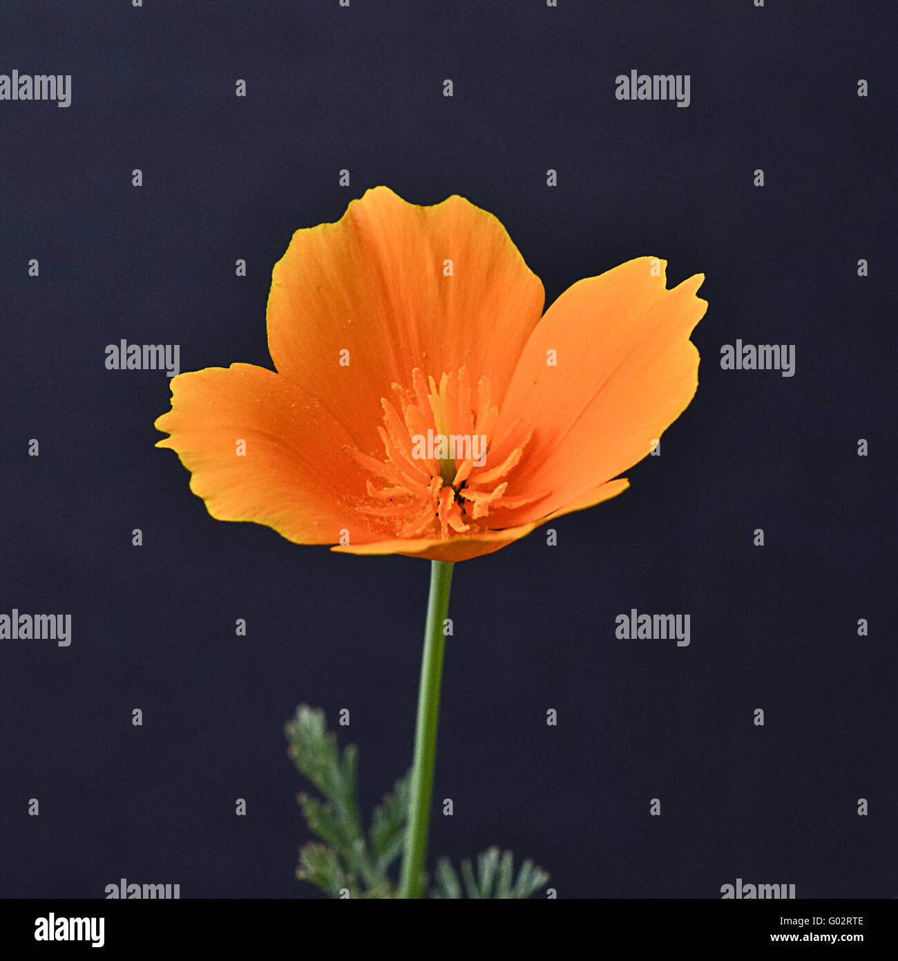 Pavot de californie Eschscholzia californica, , orange fleur sur fond noir Banque D'Images