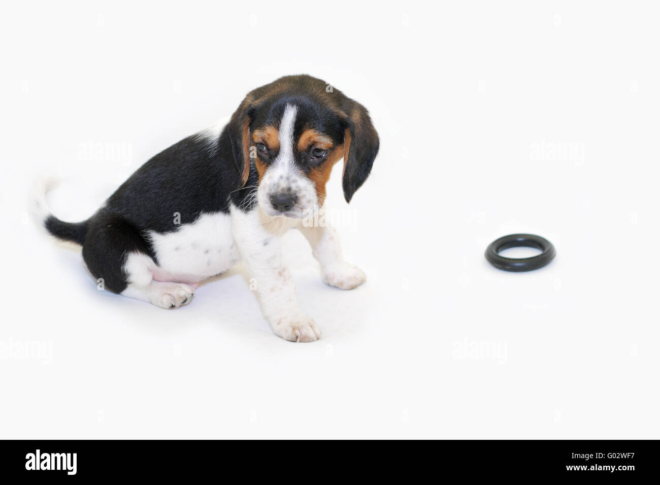 Mignon chiot beagle tricolore isolé sur fond blanc assis Banque D'Images