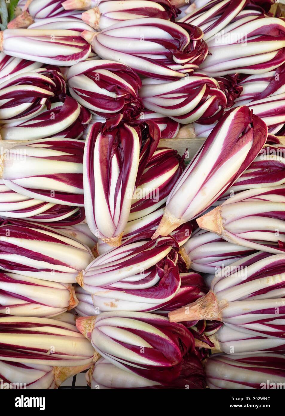 Caisse de radicchio di Treviso salade pourpre à un marché de producteurs italiens Banque D'Images