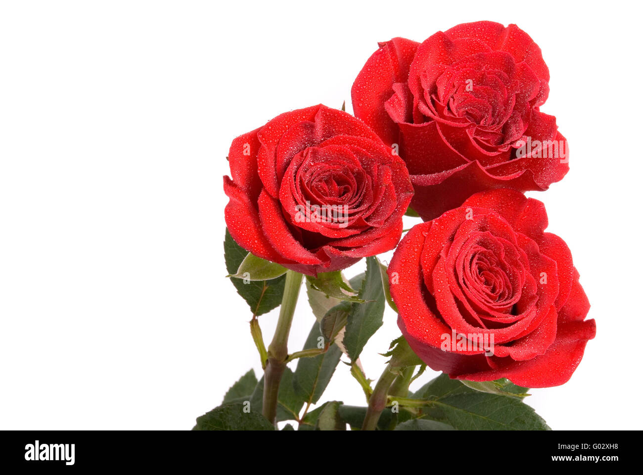 Roses rouges avec des gouttes d'eau sur un fond blanc studio Banque D'Images