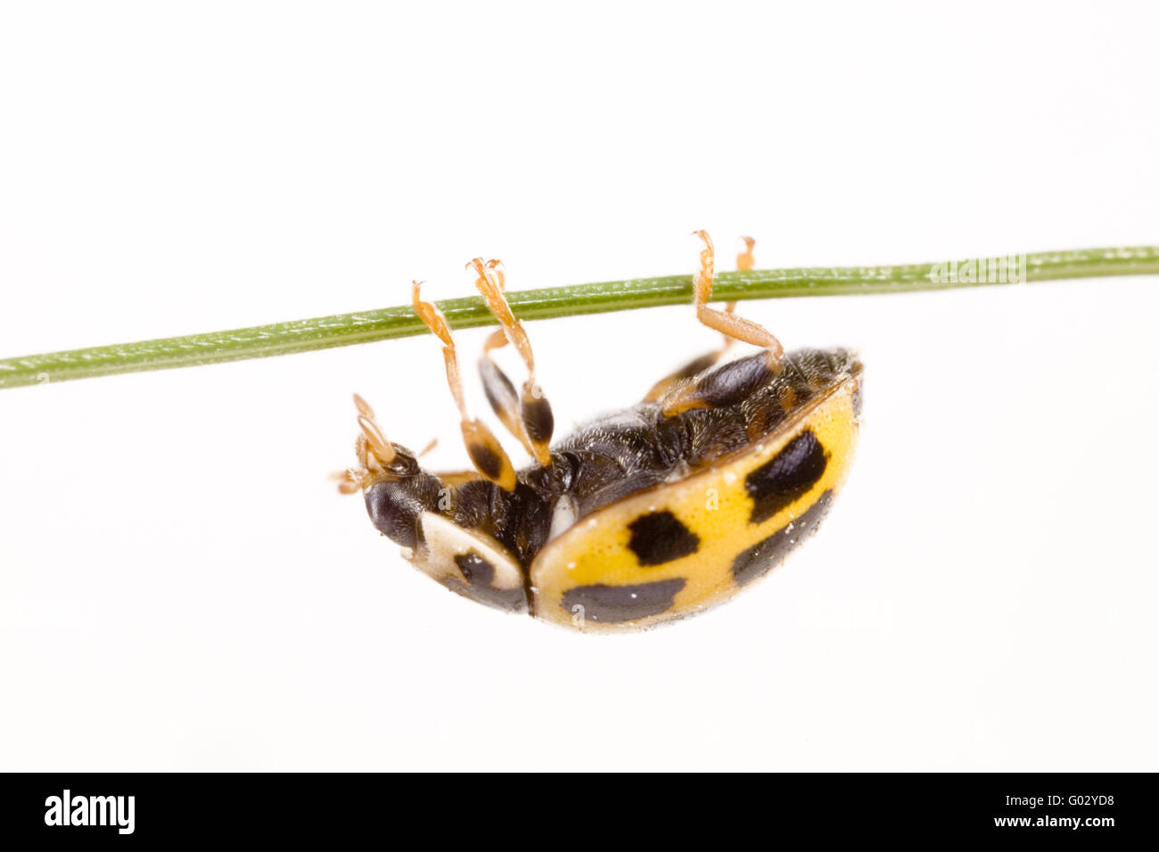 Coccinelle jaune (Propylaea quatuordecimpunctata) Banque D'Images