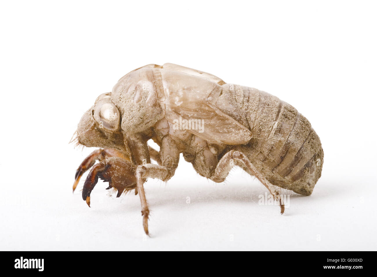 Larve de cigale Photo Stock Alamy — free download