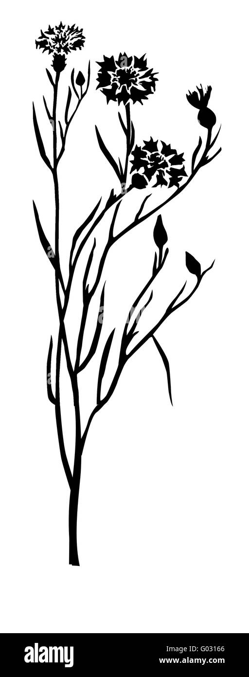 Silhouette vecteur du champ fleur sur fond blanc Banque D'Images