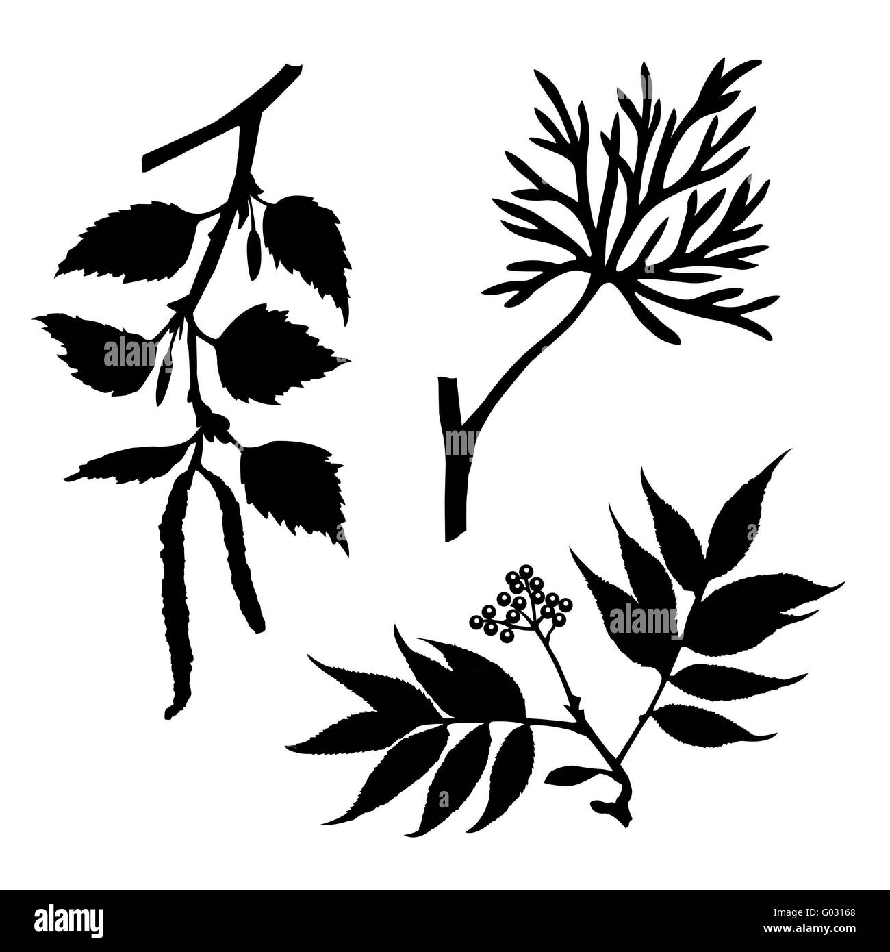 Silhouettes des plantes bois sur fond blanc Banque D'Images