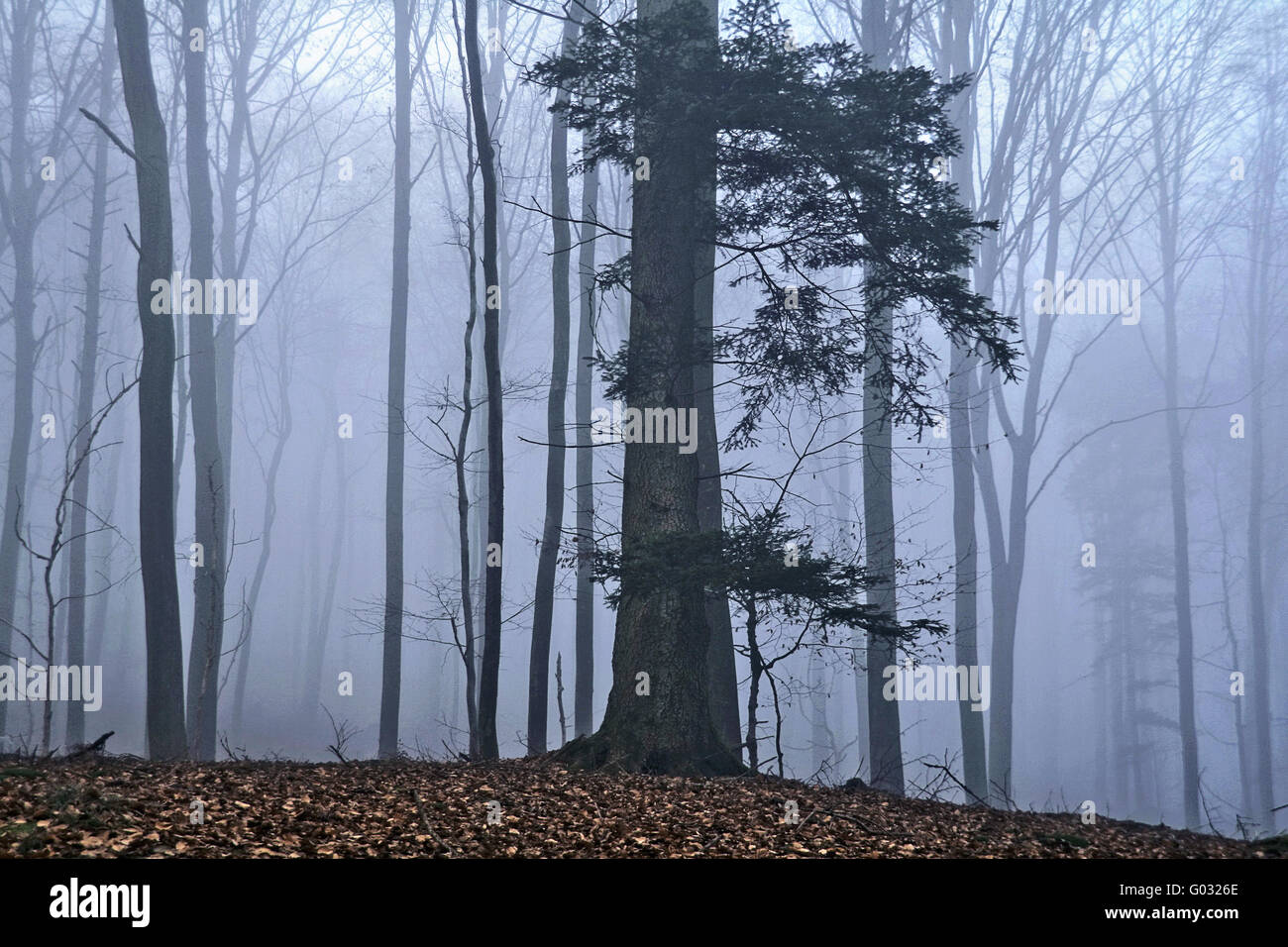 Forêt au grand Eyberg à Dahn, Rheinland-Pfalz, Allemagne Banque D'Images