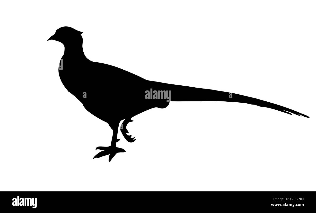 Vector illustration de le faisan sur fond blanc Banque D'Images