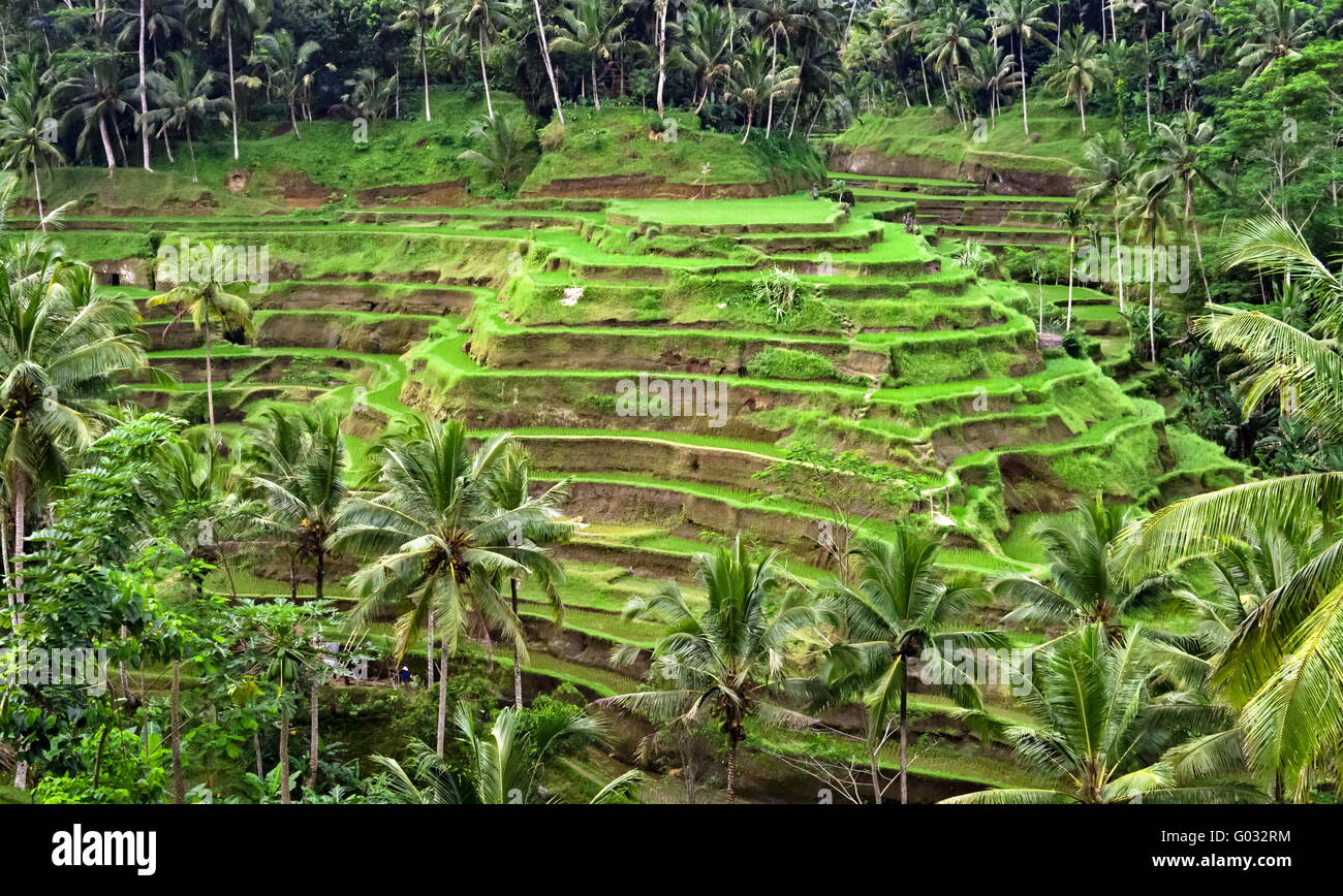 Plantation de riz vert terrasse dans un milieu de la jungle Banque D'Images