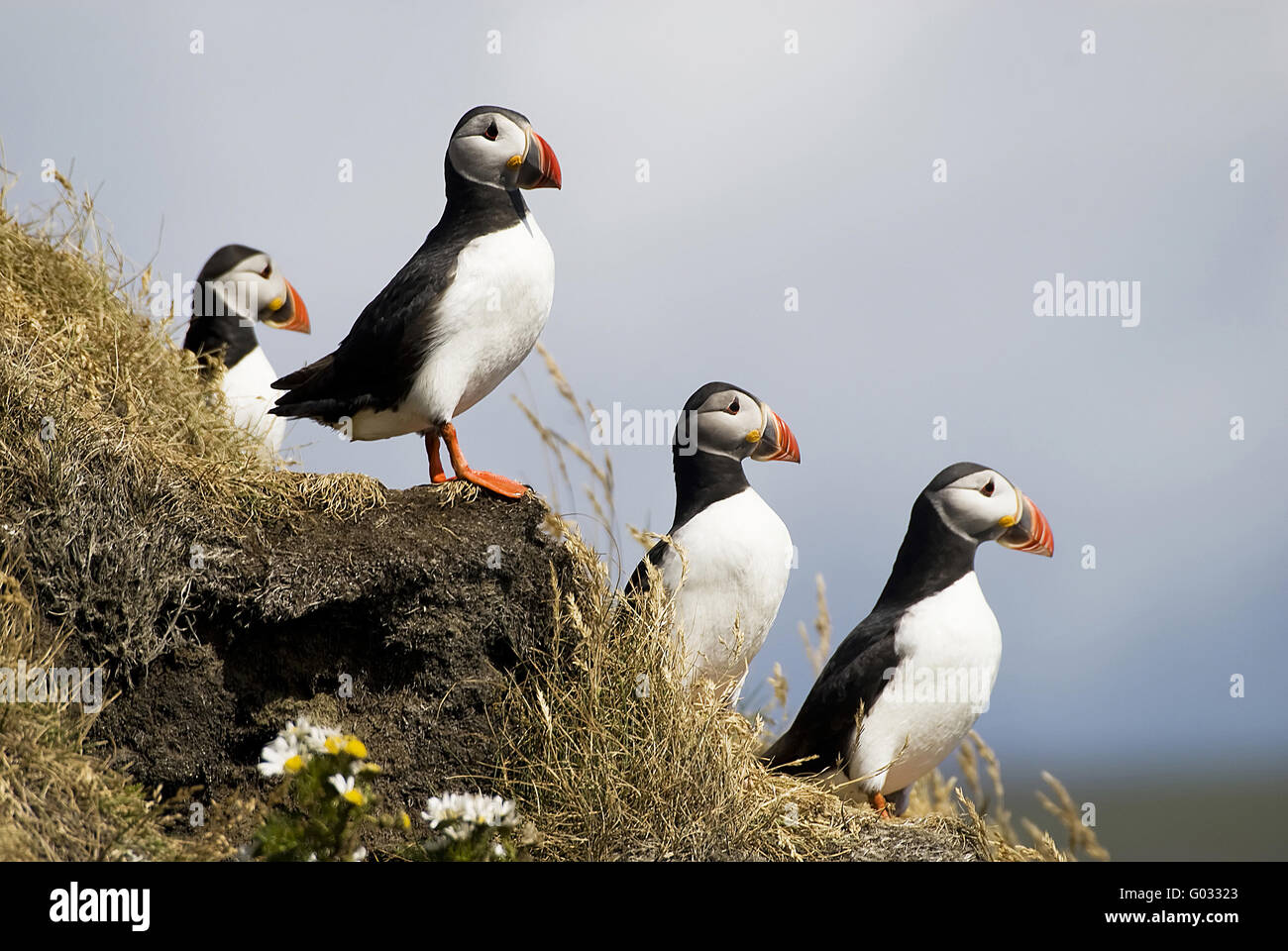 Macareux Banque D'Images
