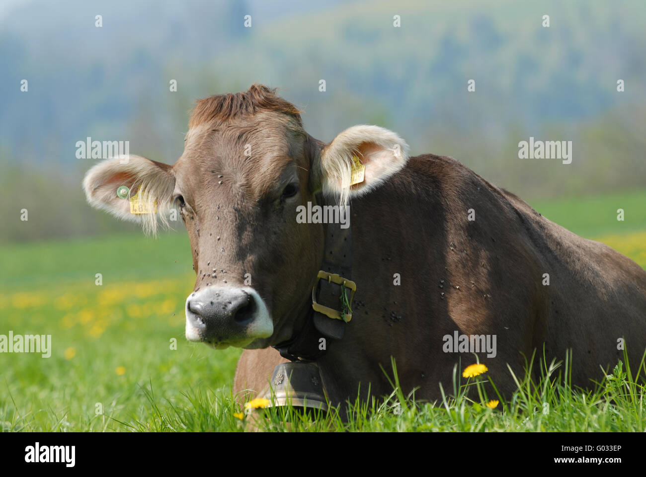 Brown-Swiss couché on meadow Banque D'Images