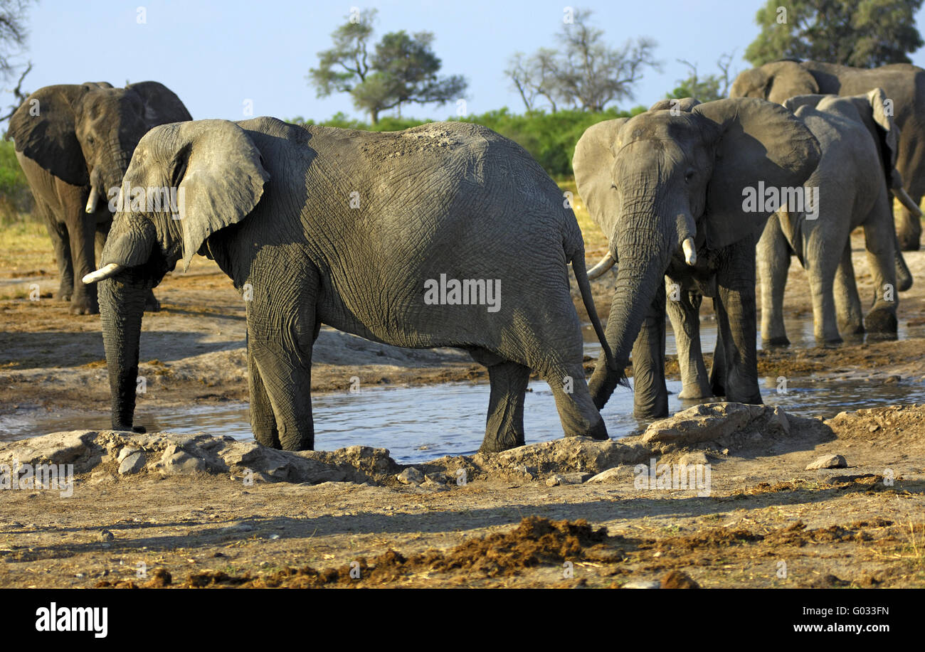 L'éléphant à un étang, Savuti, Botswana Banque D'Images