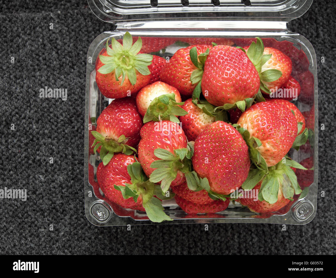 Récolte à DaLat strawberry garden, le Viet Nam, de la haute technologie pour rendre l'agriculture produit propre et sûr, fruits des fraises plant Banque D'Images