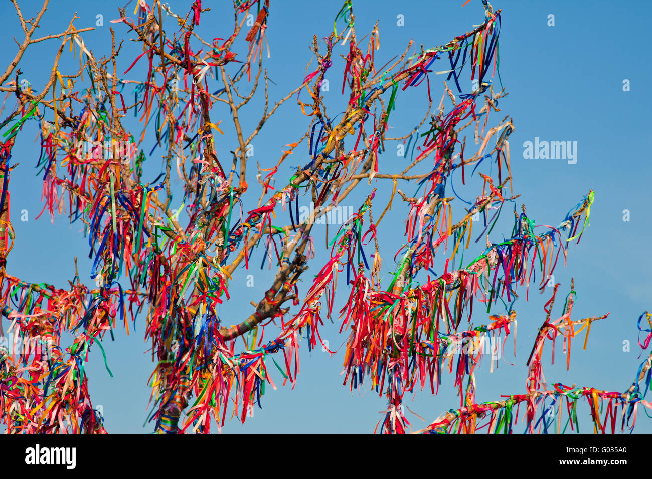 Tiens arbre branches attachées avec des rubans colorés Banque D'Images