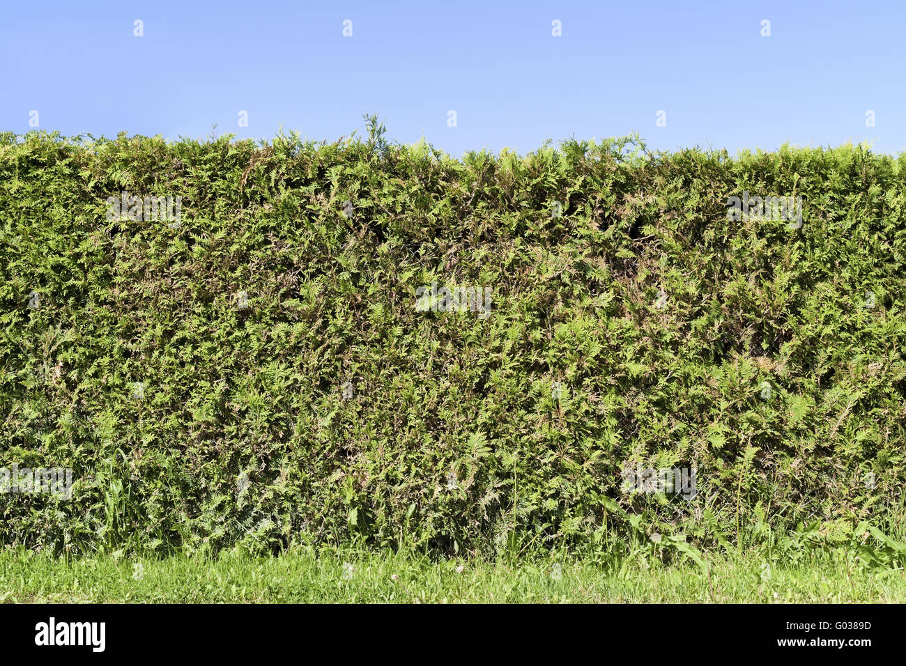 Fragment d'une haie de clôture rurale plantes vertes Banque D'Images