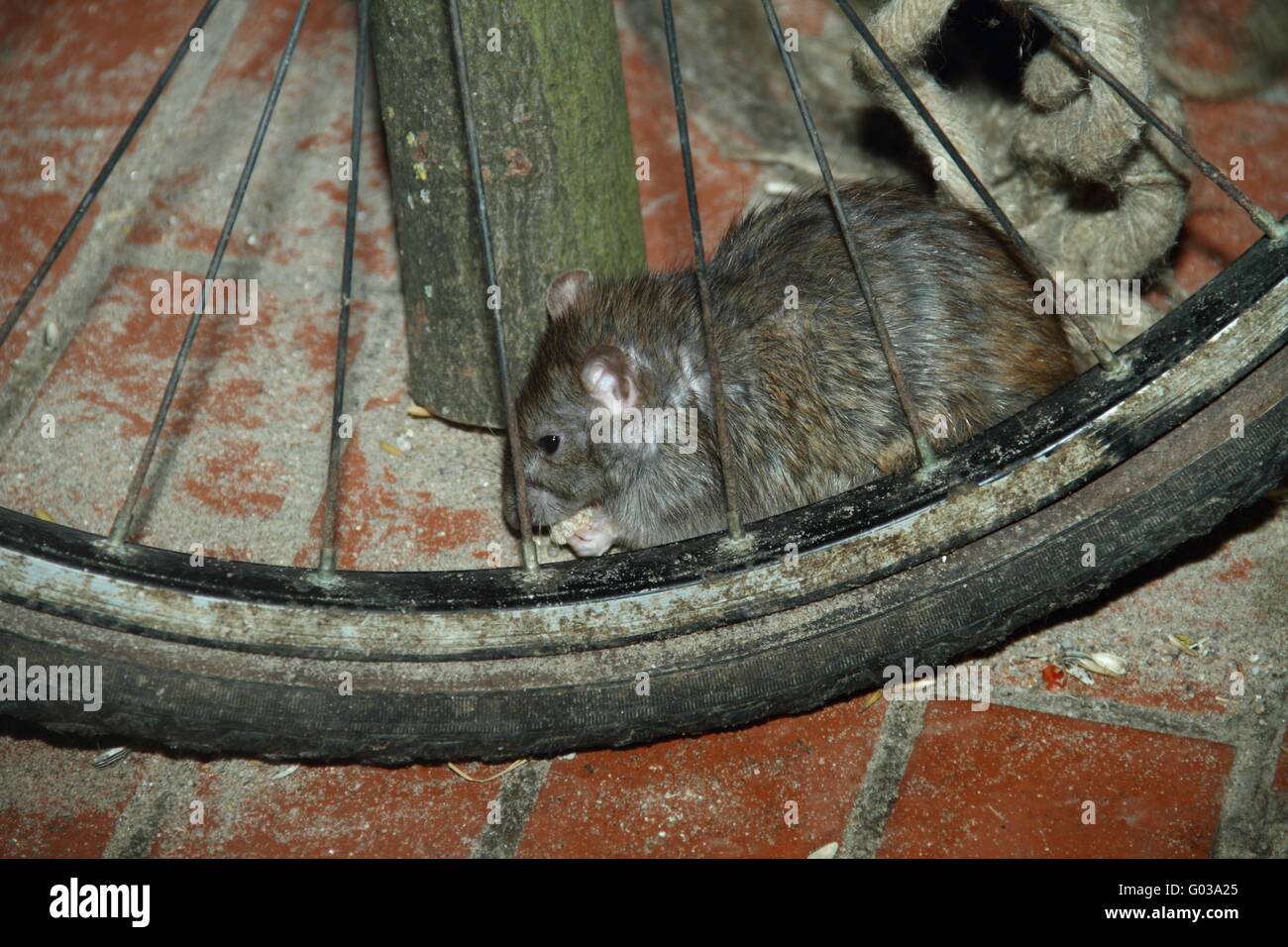 rat sauvage Banque D'Images