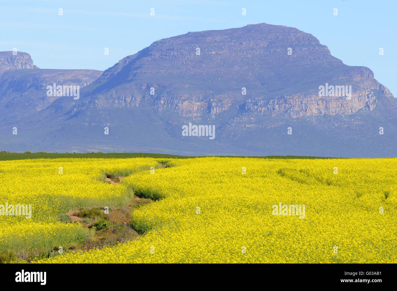 Champ de canola sur le plateau de l'Afrique du Sud,Piketberg Banque D'Images