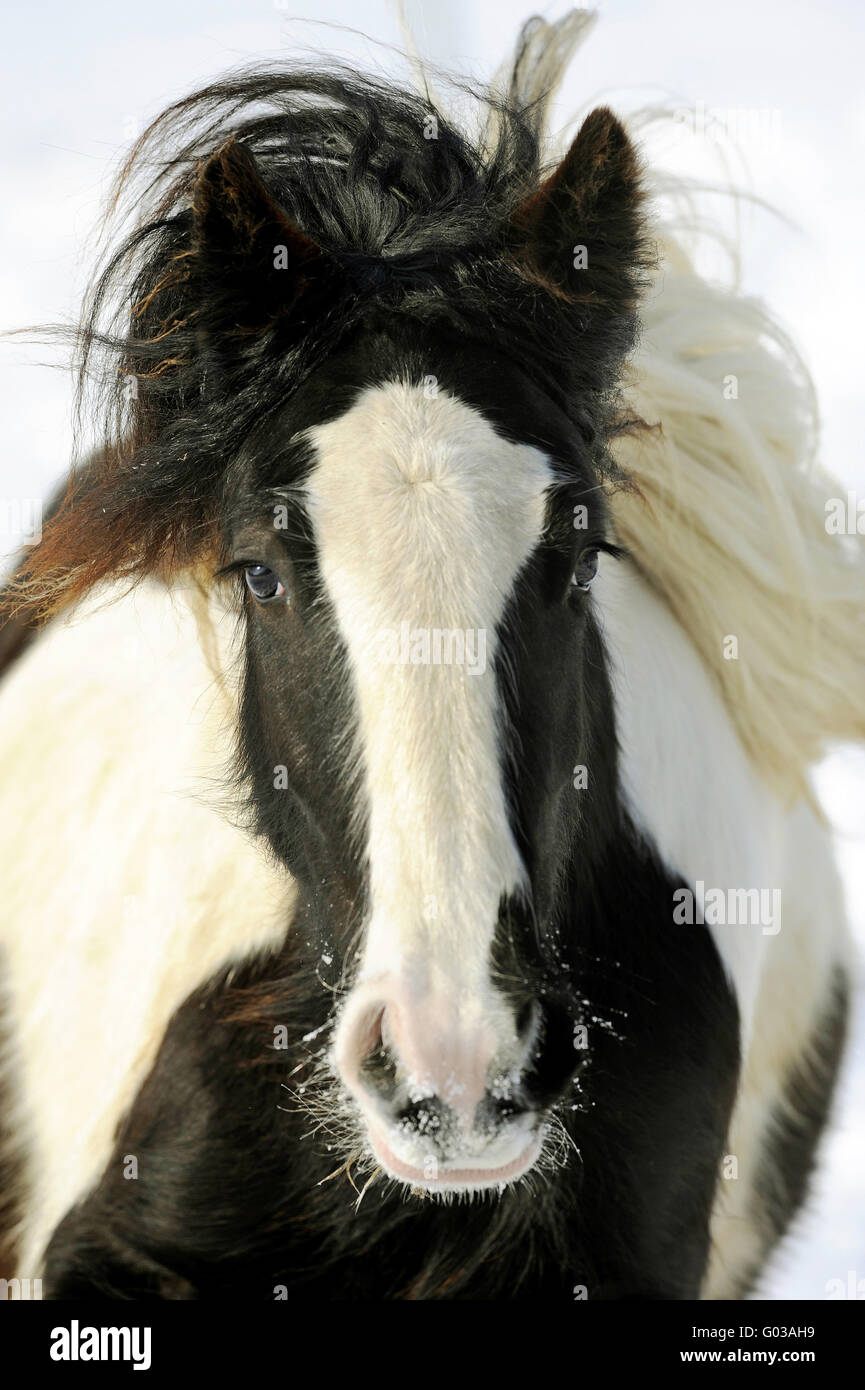 Irish Cob mare galopping congelés froid hiver neige Banque D'Images