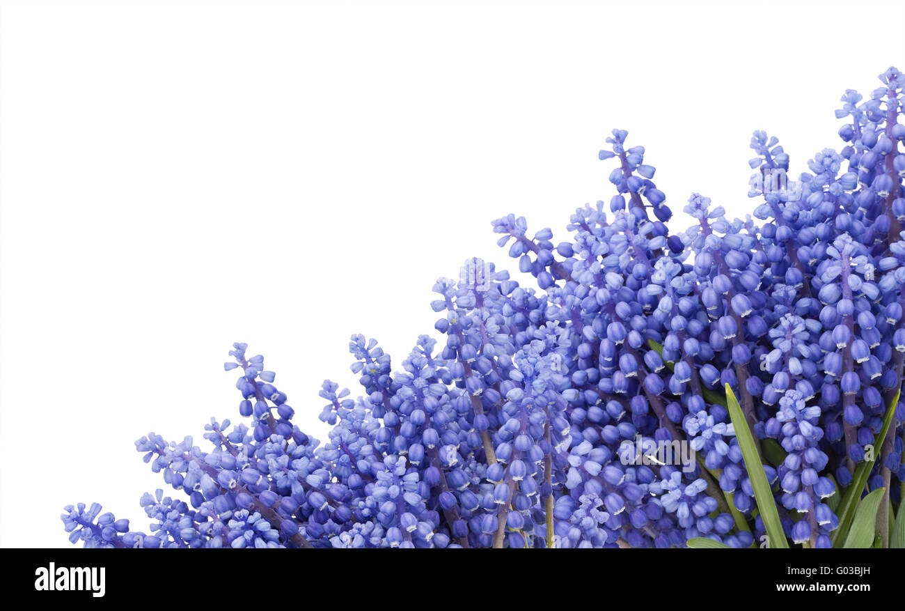 Carte postale avec ressorts premier Muscari fleurs Banque D'Images