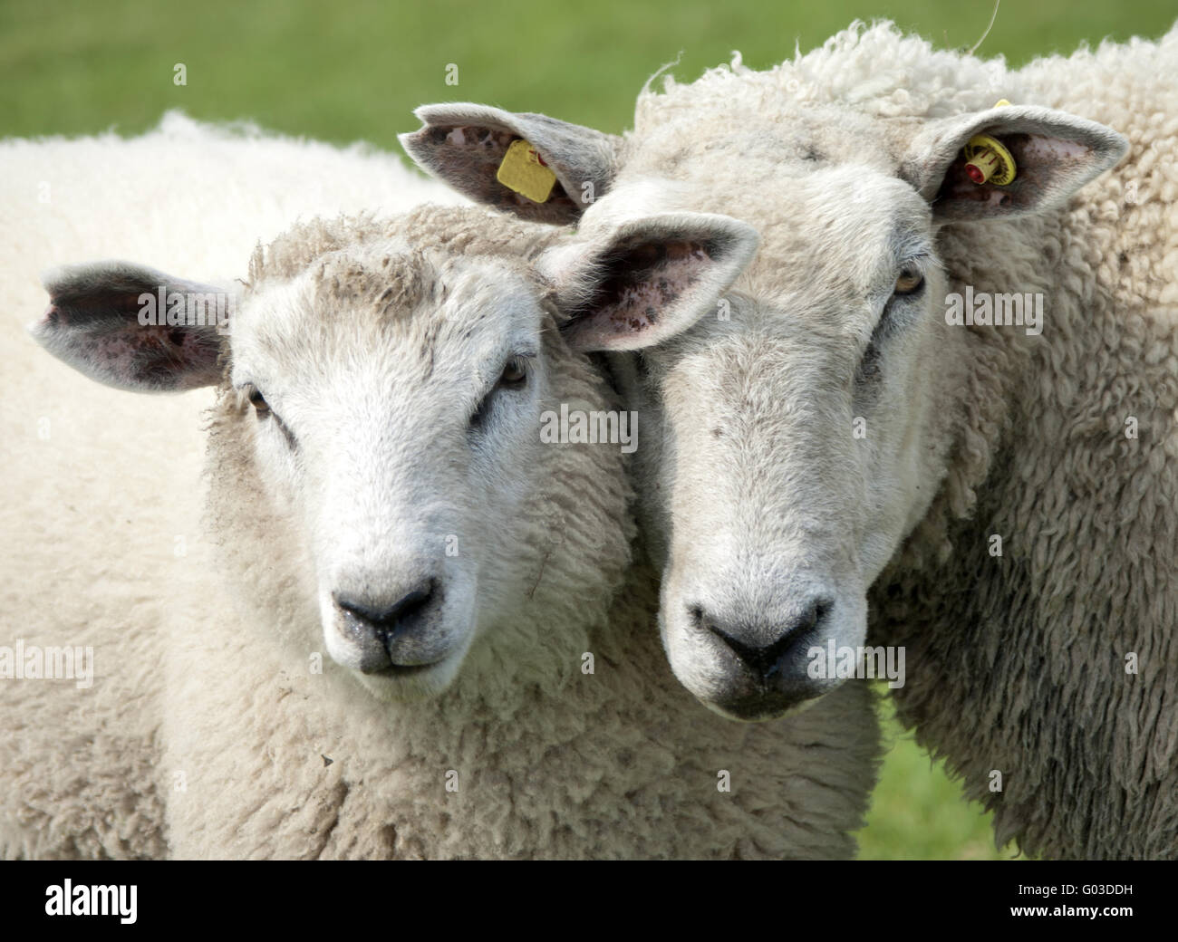 Agneau et mouton, fermer Banque D'Images
