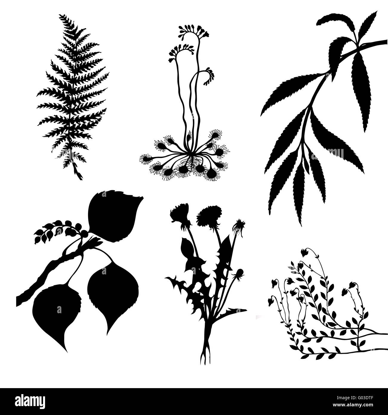 Vector set des plantes sur fond blanc Banque D'Images