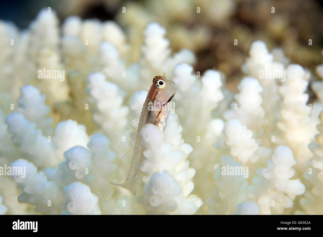 Mer Rouge Combthooth blennies Banque D'Images