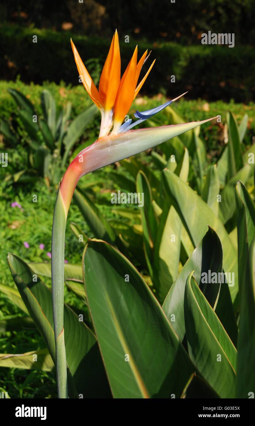 La photo en gros plan d'un Bird of Paradise flower Banque D'Images