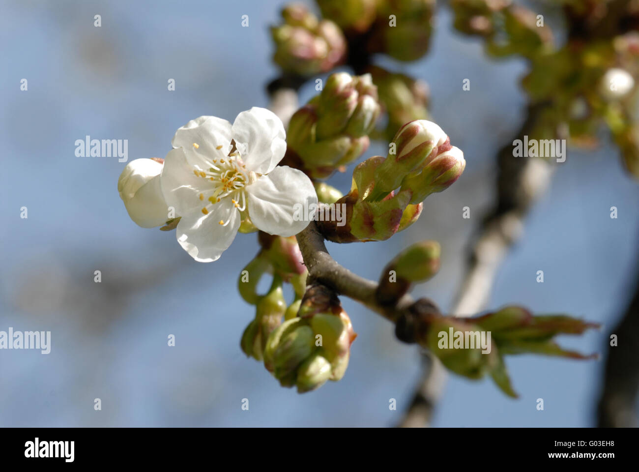 Les fleurs de cerisier avec des rameaux et des bourgeons Banque D'Images