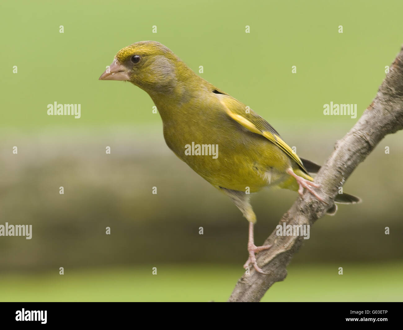 Verdier d’Europe Banque D'Images